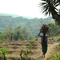 A woman carrying sticks and walking on a dirt road
