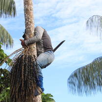 Acai Season Tarapoto Amazonas Jungle Tours