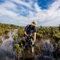 Planting Mangroves