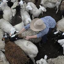 person in a sheep pen