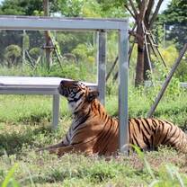 Rescued tiger at the rescue centre