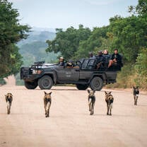 5 hyenas in front of a black jeep