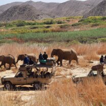 hyena pack