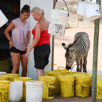 two volunteers with a zebra