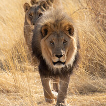 lion