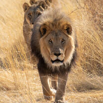 lion