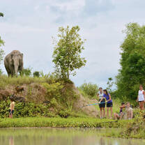 Elephant roaming around the lake