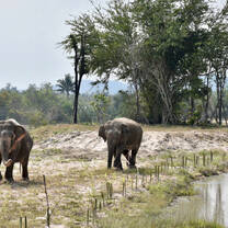 Elephants roaming around the lake
