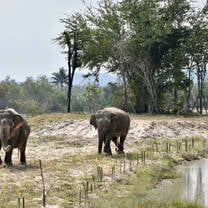 Elephants roaming around the lake