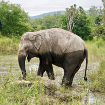 One of the resident Elephants taking a dip