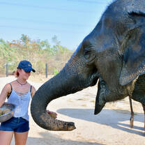 Volunteer at feeding time with one of the resident rescued Elephants