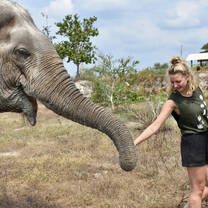 Volunteer feeding elephant