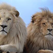 African Cat Sanctuary
