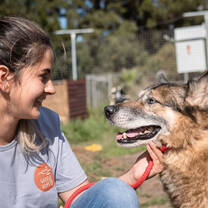 Domestic Animal Shelter