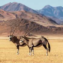 Conservation volunteering in Namibia