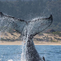 Ocean Conservation