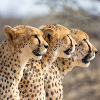 Conservation volunteering in Namibia