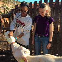 Feeding a calf is a rewarding and wholesome warm-up activity