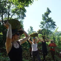 volunteers harvesting jackfruits after clearing the land