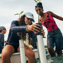 Students working on the mangroves in the DR
