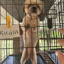 Animal Rescue