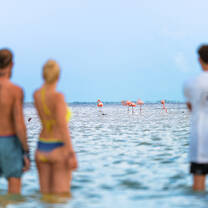 Isla Holbox Flamingos