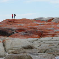 Bay of Fires lichen-clad rocks