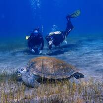 Interns with a turtle after during sampling