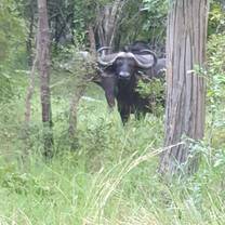 Buffalo in a field