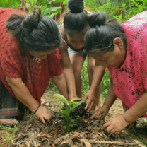 Mayan women planting cacao.