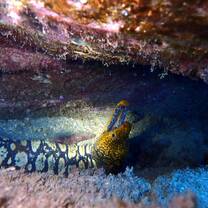Tiger moray eel