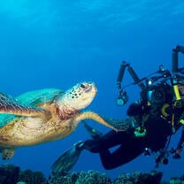 turtle time