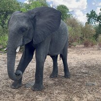 Encountering elephants during a wildlife excursion