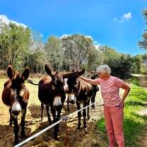 Petra, retiree, visiting  Rukimon donkey reserve, Parc del Montnegre i el Corredor Dosrius, Maresme, Barcelona, Catalonia, Spain
