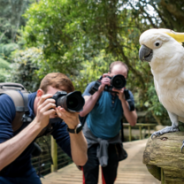 Birds of eden