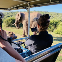 Filming Elephants