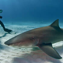 hello sharky