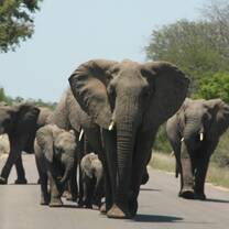 Elephants breeding her at Kruger National Park Mpongolo