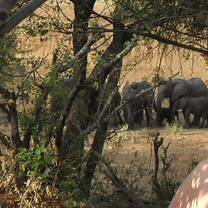Backpack trail in the Kruger National Park Mpongolo breeding herd through the bush