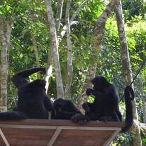 Semi-free group of spider monkeys