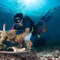 An underwater shot of a diver tending to a fully filled metal coral structure with the sun in the background