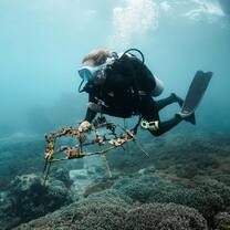 An underwater shot of a diver transporting a fully planted metal coral structure in the water column