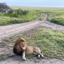Explore the nature and wildlife in Serengeti, Ngorongoro, Tarangire NP with Kyosei Foundation