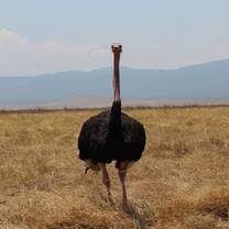Explore the nature and wildlife in Serengeti, Ngorongoro, Tarangire NP with Kyosei Foundation