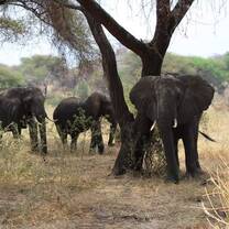 Explore the nature and wildlife in Serengeti, Ngorongoro, Tarangire NP with Kyosei Foundation