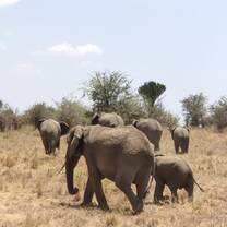Explore the nature and wildlife in Serengeti, Ngorongoro, Tarangire NP with Kyosei Foundation