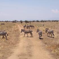 Explore the nature and wildlife in Serengeti, Ngorongoro, Tarangire NP with Kyosei Foundation