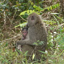Explore the nature and wildlife in Serengeti, Ngorongoro, Tarangire NP with Kyosei Foundation