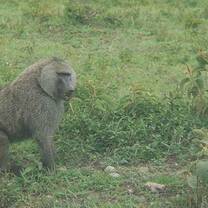 Explore the nature and wildlife in Serengeti, Ngorongoro, Tarangire NP with Kyosei Foundation