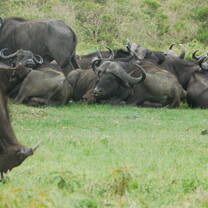 Explore the nature and wildlife in Serengeti, Ngorongoro, Tarangire NP with Kyosei Foundation
